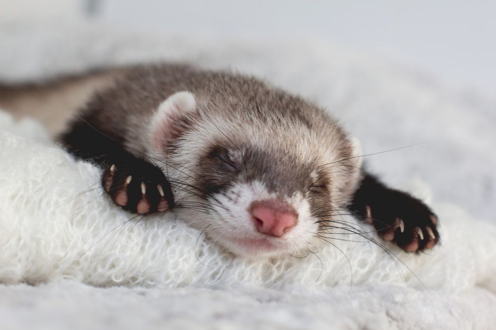 ferret-sleeping.jpg