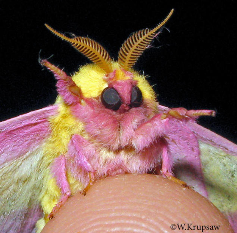 Rosy Maple Moth