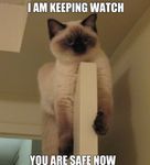 safe cat.jpg