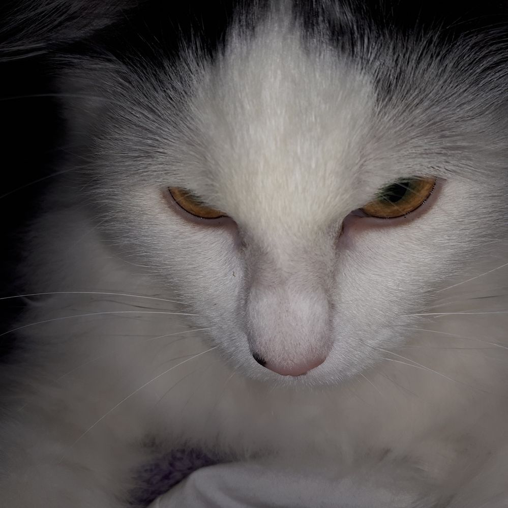 Not cranky, but trying to catch mama's phone string