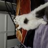 Fluffy kitty cat
