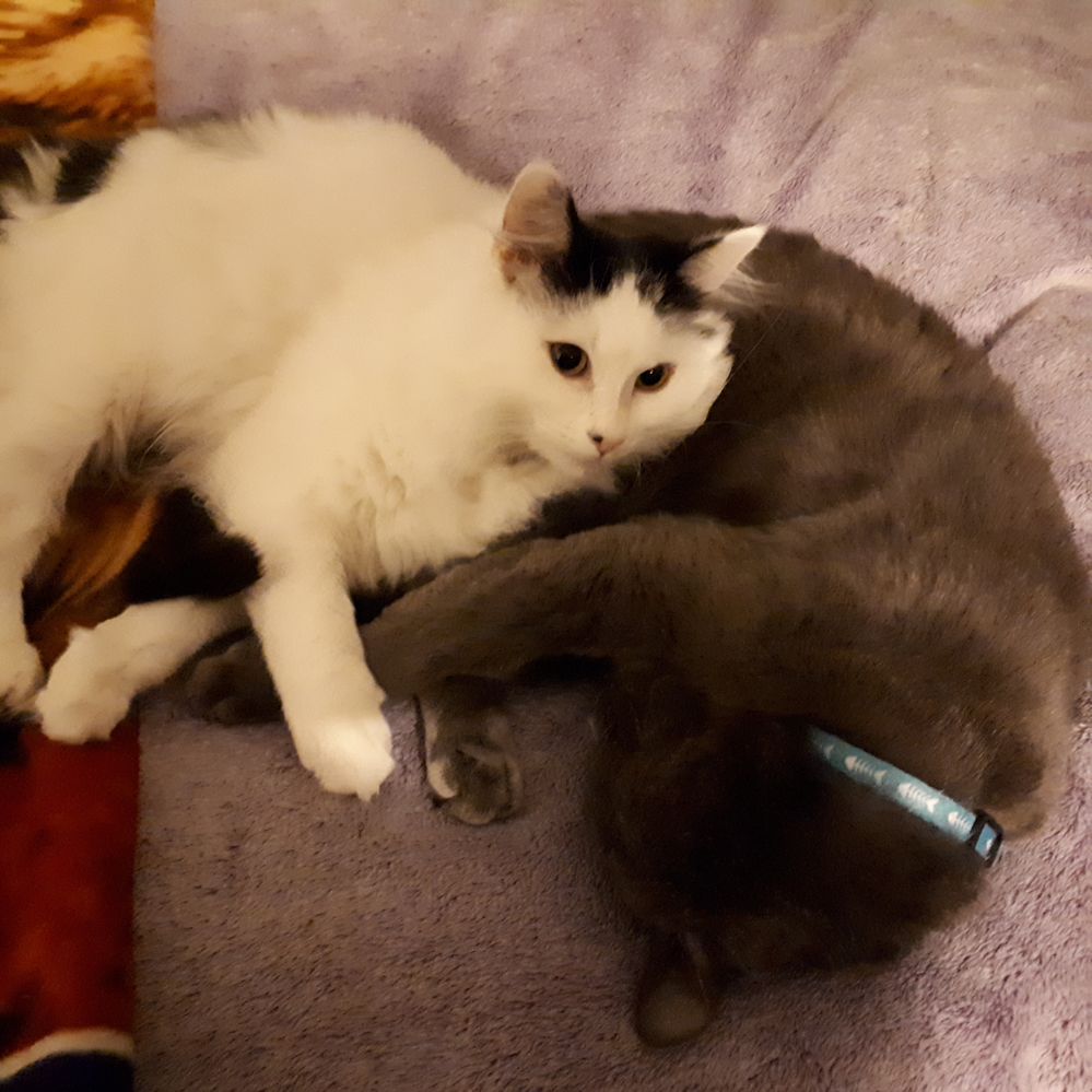 Best friends for now