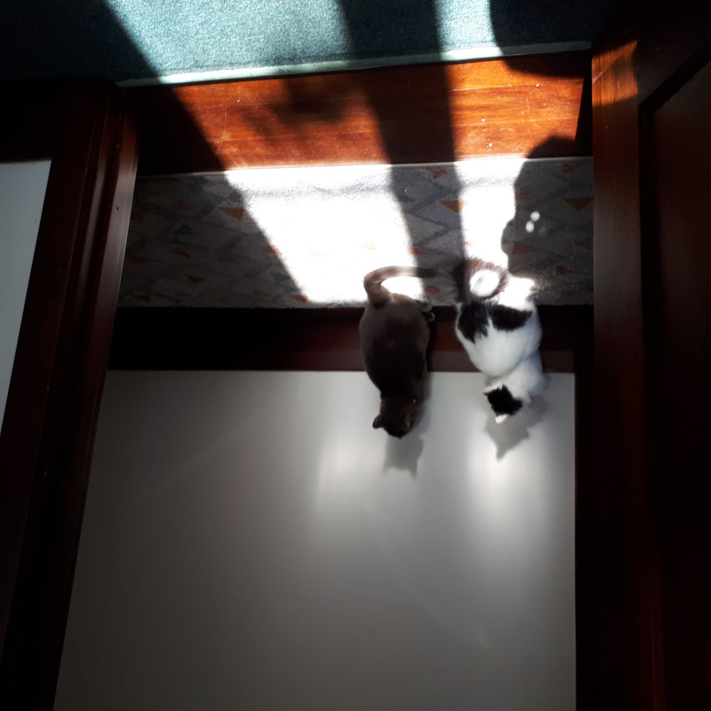 Sorry this one's upside down. They were both chasing my phone's reflection on the wall