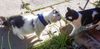 Jasper and neighbour
