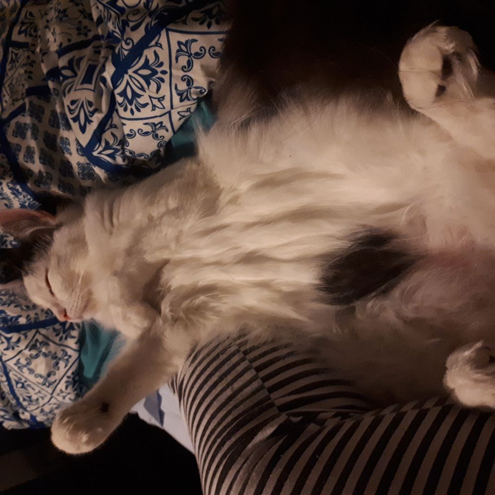 Jasper relaxing against my leg