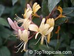 Profile (honeysuckle)
