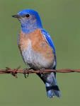 Profile (BlueBird)
